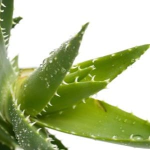 aloe