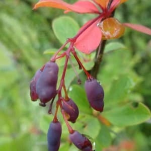 Berberis